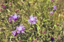 Millennium Green wild flowers 2